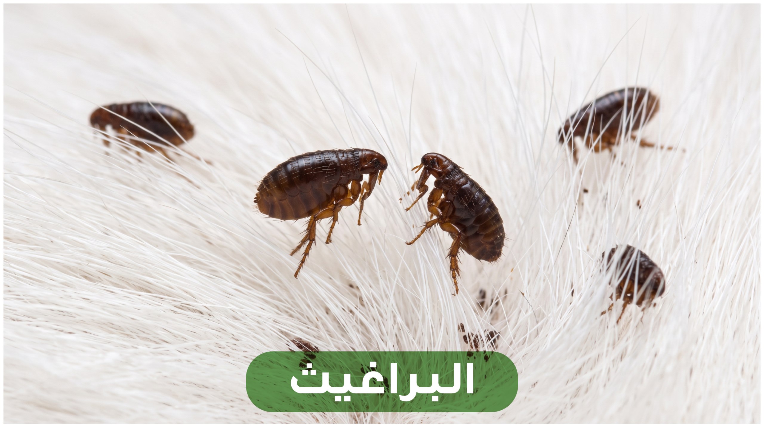 Fleas