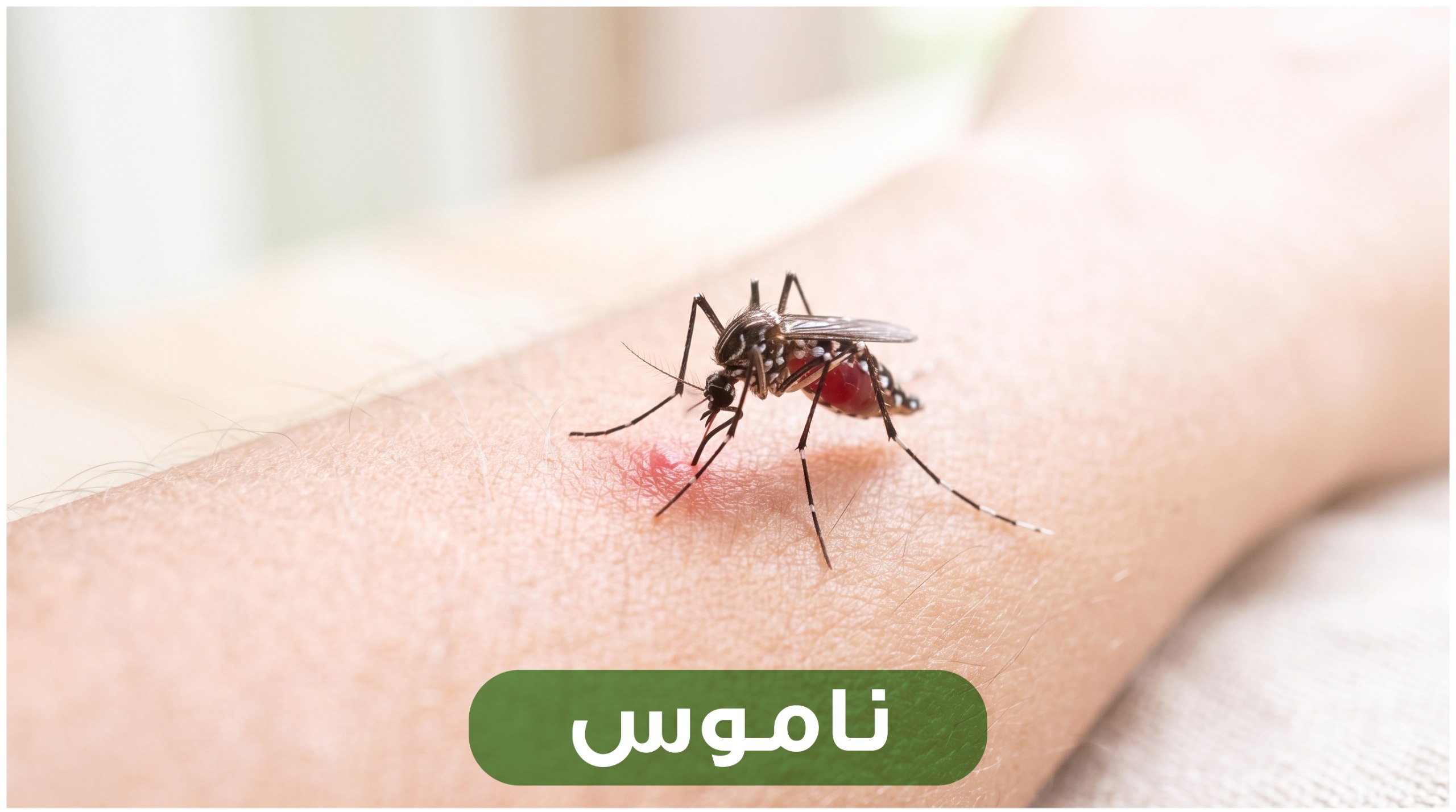 Mosquitoes